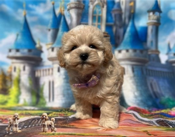 Maltipoo