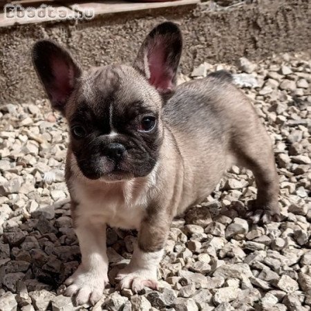 Francia bulldog kiskutyák