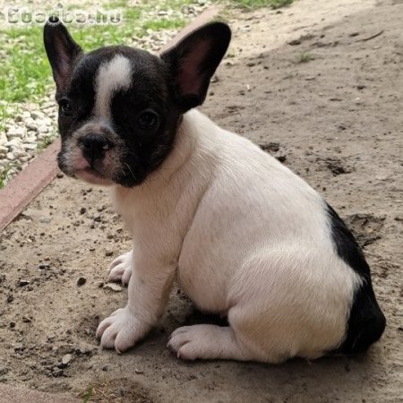 Francia bulldog kiskutyák