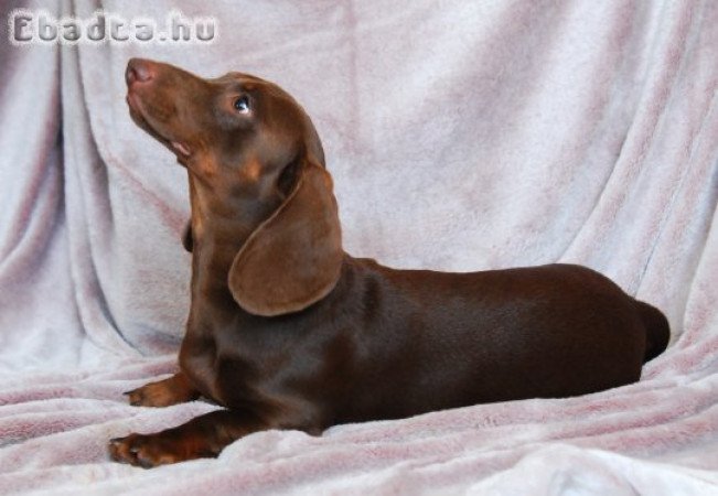 Gyönyörű törpe tacskó kisfiú!