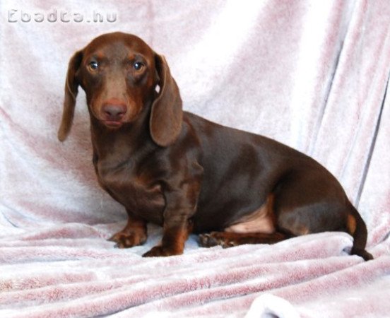 Gyönyörű törpe tacskó kisfiú!