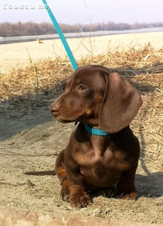 Gyönyörű törpe tacskó kisfiú!