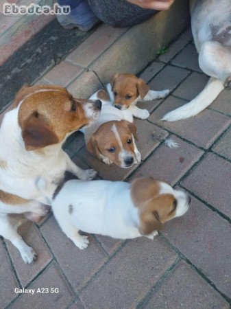 Jack russell kiskutyák