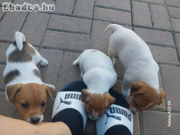 Jack russell kiskutyák