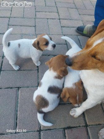 Jack russell kiskutyák