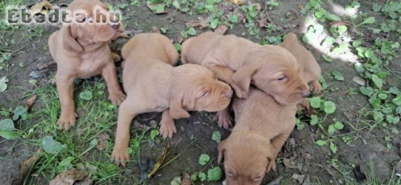Magyar vizsla kölykök eladok