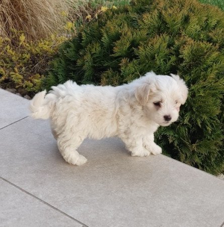 Bichon Havanese