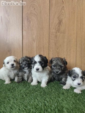 Törzskönyvezett bichon havanese kiskutya