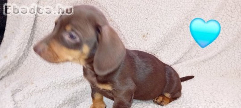 Tacskó jellegű kiskutya