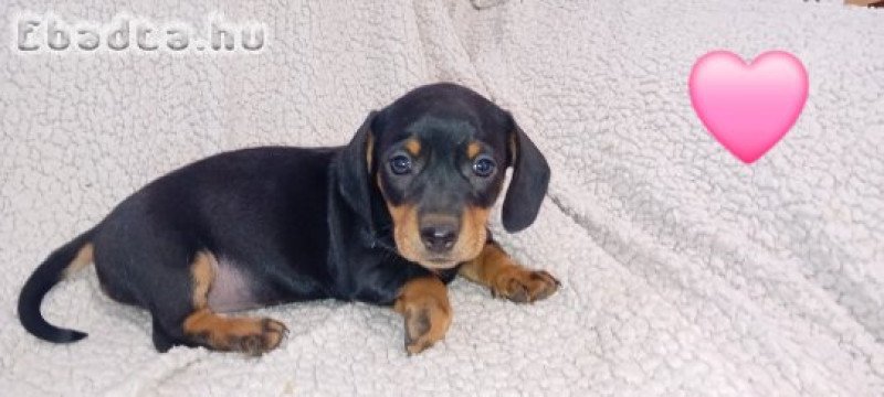 Tacskó jellegű kiskutya