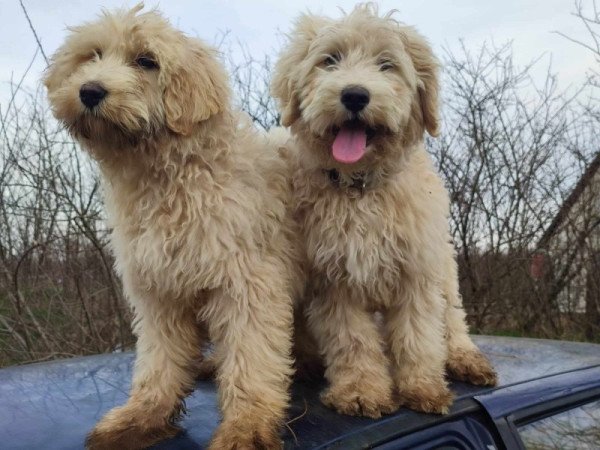 Goldendoodle