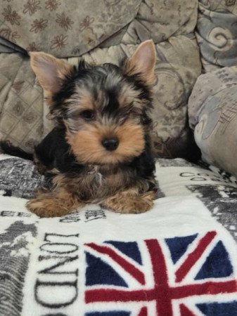 Yorkshire terrier