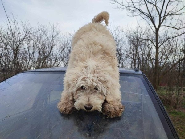 Goldendoodle