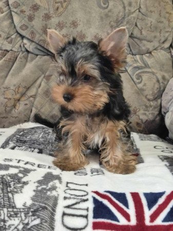 Yorkshire terrier