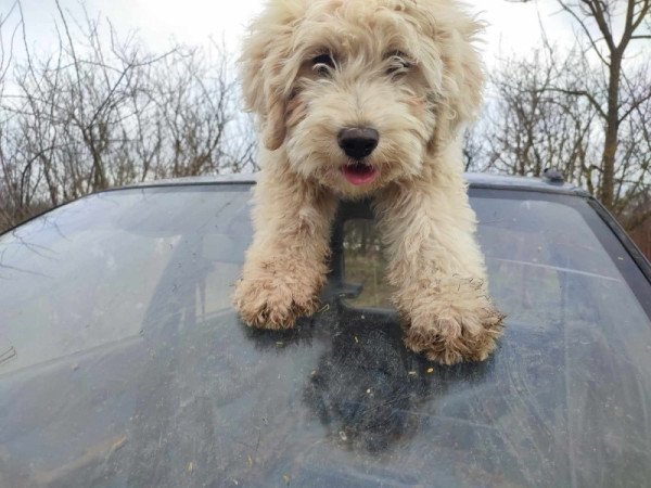 Goldendoodle