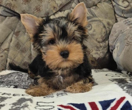 Yorkshire terrier