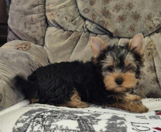 Yorkshire terrier