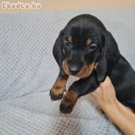 Fekete cser kiskutya