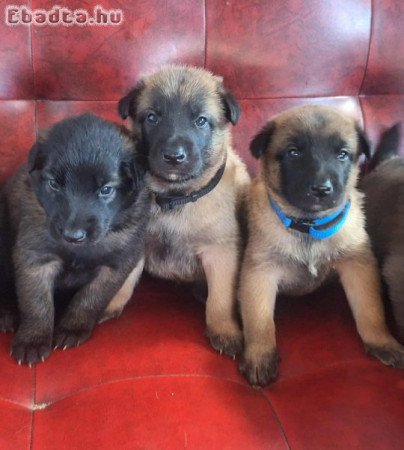 Tervueren kölyökkutyák