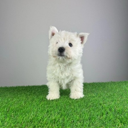 Westie