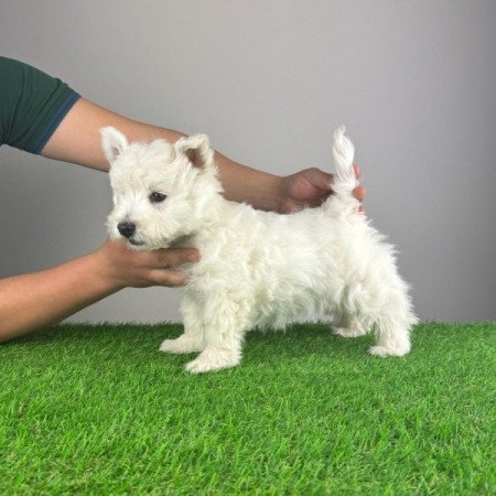 Westie