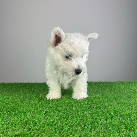 Westie