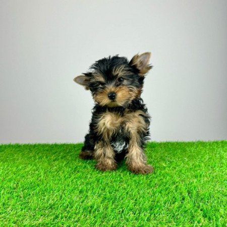 Yorkshire Terrier