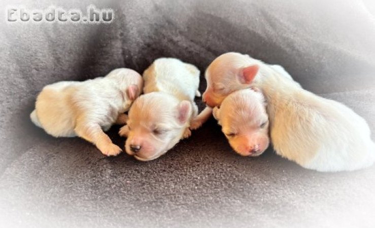 Eladó Máltai selyemkutyusok 3 fiu, 1 lány
