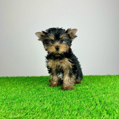 Yorkshire Terrier