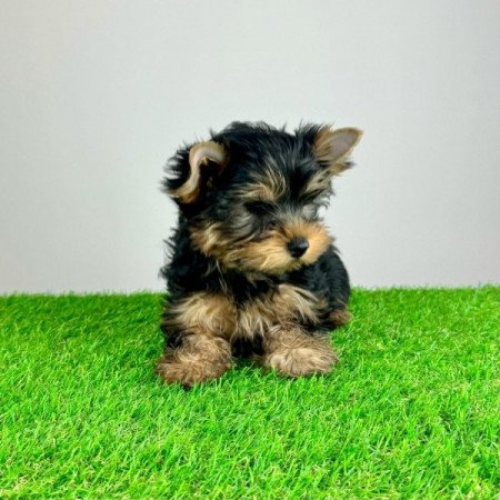 Yorkshire Terrier