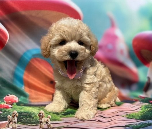 Maltipoo