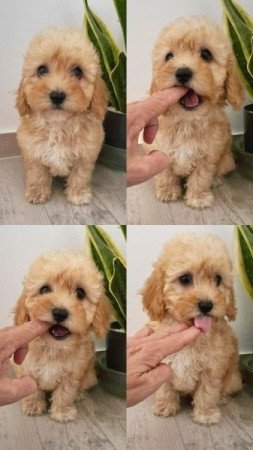 Maltipoo maltai selyem es uszkar