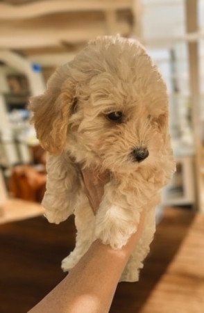 Maltipoo maltai selyem es uszkar