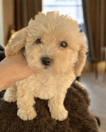 Maltipoo maltai selyem es uszkar