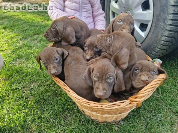 Német vizsla kiskutyák