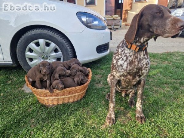 Német vizsla kiskutyák