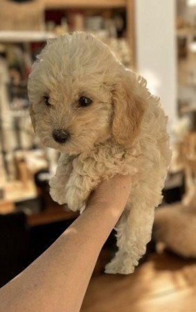 Maltipoo maltai selyem es uszkar