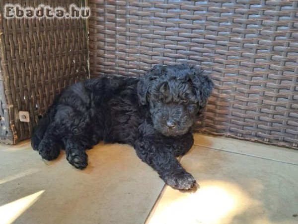 Éjfekete pulikölyök gazdát keres