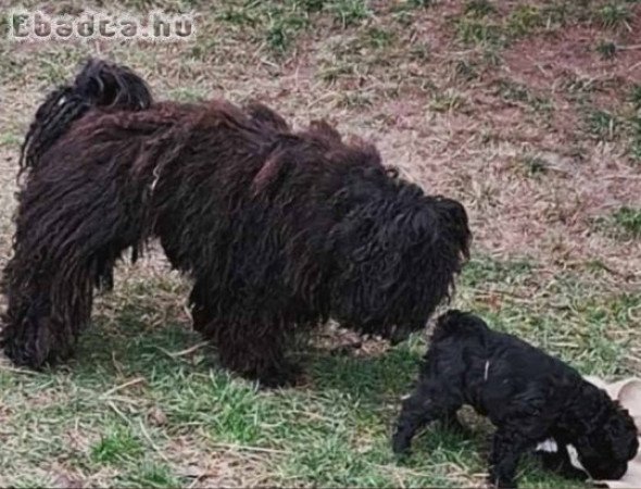 Éjfekete pulikölyök gazdát keres