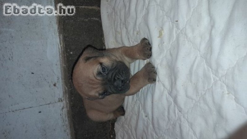 Eladó törzskönyvezett bullmastiff kiskutya