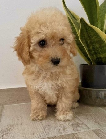 Maltipoo maltai selyem es uszkar