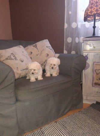 bichon havanese