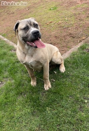 Cane corso fajtiszta kan kutya