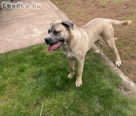 Cane corso fajtiszta kan kutya