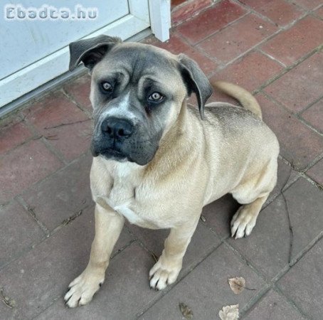 Cane corso fajtiszta kan kutya