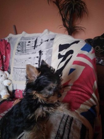 Yorkshire terrier