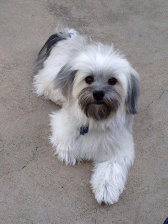Bichon havanese