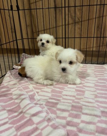 Coton de tulear