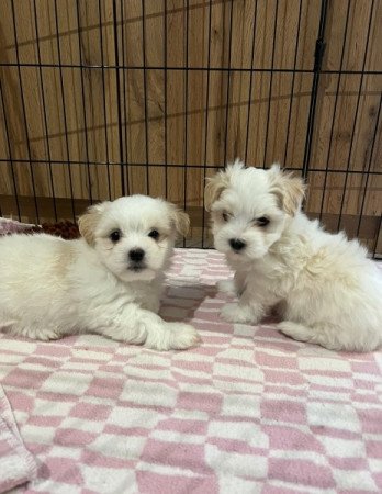 Coton de tulear