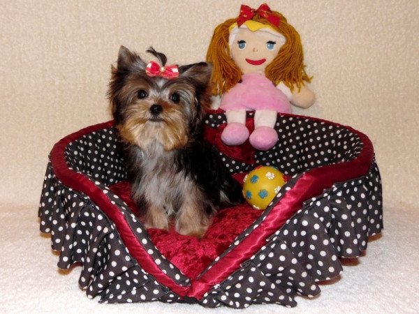 Yorkshire Terrier, Yorki